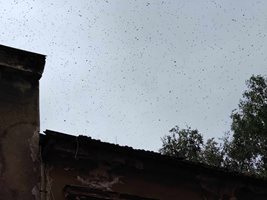 Огромен облак от пчели надвисна над центъра на София Снимка: Георги Кюрпанов