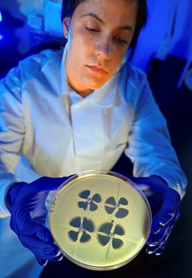 Микробиоложка показва как изглеждат бактерии, тествани за идентифициране на резистентност към антициотици. Бактериите, които не се подават на медикаментите от групата на карбапенемите, дават отличителна форма на детелина.