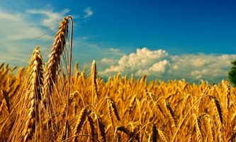 Жънат пшеница в Добричка област при среден добив от около 520-580 кг/дка