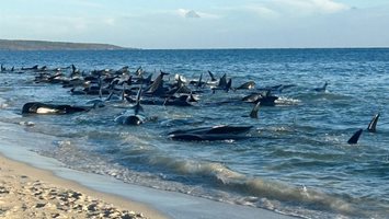 Спасиха 130 кита, изхвърлени на брега в Западна Австралия (Видео)
