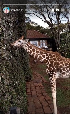 Жирафите се разхождат свободно наоколо