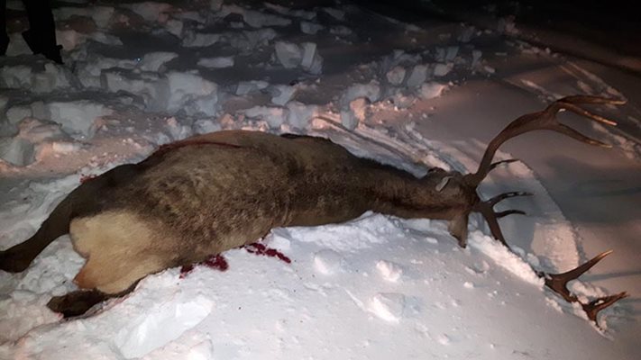 През януари край Попово имаше поредица от разстреляни елени и кошути.