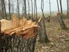 Разкриха незаконна сеч на 546 дървета в защитена местност в Старозагорско