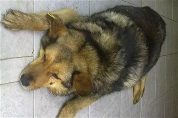 С голи ръце: Мъж уби кучето на чичо си, за да се спаси от зъбите му