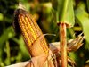 Турска фирма иска да прави предприятие за преработка на царевица в Североизточна България 
