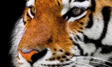 Тигърът - истинският цар на животните