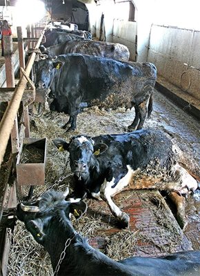 Болните крави от породата “Холщайн” агонизират във фермата на Пенчо Калчев в село Цар Иван Асен.