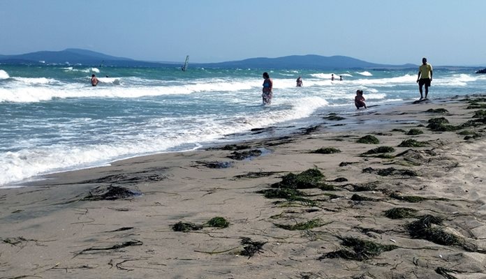 Плажовете по Южното Черноморие потънаха във водорасли.