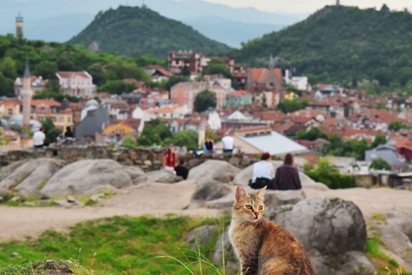 Котките са неоспоримите господари на Пловдив и Небет тепе. Снимки: Авторът