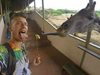 Зоопаркът, в който жирафите се хранят от посетителите (Видео)