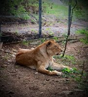 Варненската лъвица Косара се чувства добре в Стара Загора.