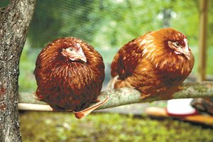 Не прехранвайте домашните птици - храната ще блокира гушата