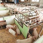 Проблемът с оползотворяването на тора в малките свинеферми може да обхване до 50% от общите разходи по отглеждането на свинете.