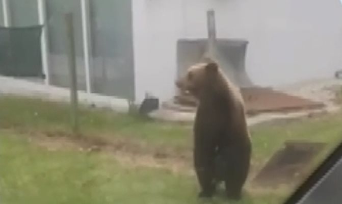 2-годишното мече, засечено в Габрово, се появи в Ловеч и Троян. Кадър: Нова тв