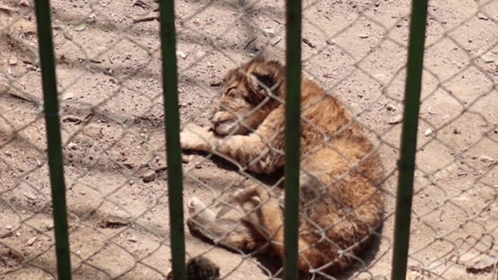  В благоевградския зоопарк можеше и да не оцелеят