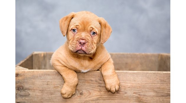 Малките кученца често се отглеждат в кутии преди да ги продадат незаконно.
СНИМКА: PIXABAY