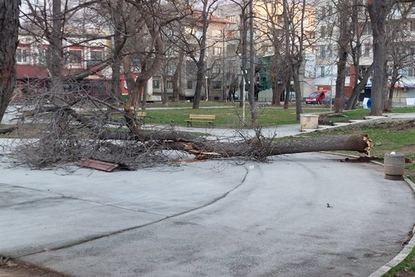 Ураганният вятър във Враца с над 130 км в час продължава да нанася сериозни щети в града