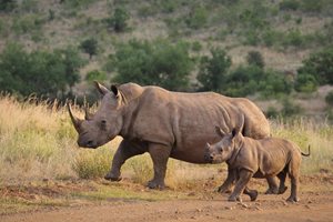 60 хил. долара за рог от носорог, 550 избити в Африка