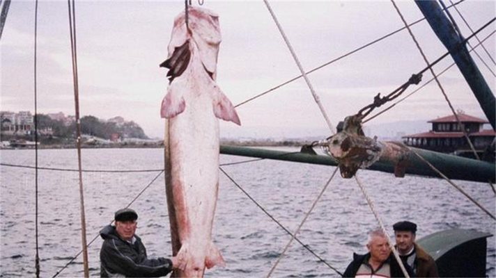 През 2004 г. рибари от Несебър измъкват 320-килограмова моруна