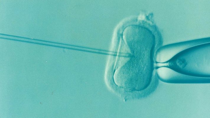 Японски учен създал яйцеклетки от клетки на мъжки мишки