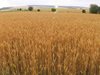 В момента в България лимец се отглежда едва върху 15 хил. декара, но интересът към тази древна зърнена култура нараства. Това съобщиха за БНР учени от Селскостопанската академия.
По проект, финансиран от Европейския съюз, учените разработват метод за производство на бира от лимец и очакват някой производител да прояви интерес.