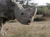 Почина последният мъжки северен бял носорог