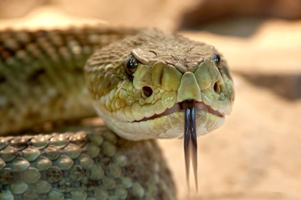 Змия СНИМКА: Pixabay