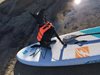 Осиновено от търновски приют трикрако куче „кара сърф" в Швейцария