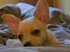 Ветеринарният съюз започва вътрешно разследване по случая с малкото куче Рая