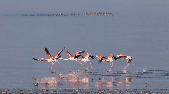 Розовите фламинги са емблемата на езерото Вистонида. СНИМКА: СТЕФАН АВРАМОВ, БЪЛГАРСКА ФОНДАЦИЯ "БИОРАЗНООБРАЗИЕ"