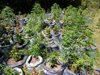 Полицаи от Панагюрище откриха 4 ниви с марихуана