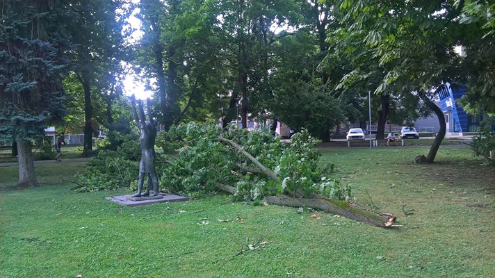 Силна буря изтръгна дървета и изпочупи клони