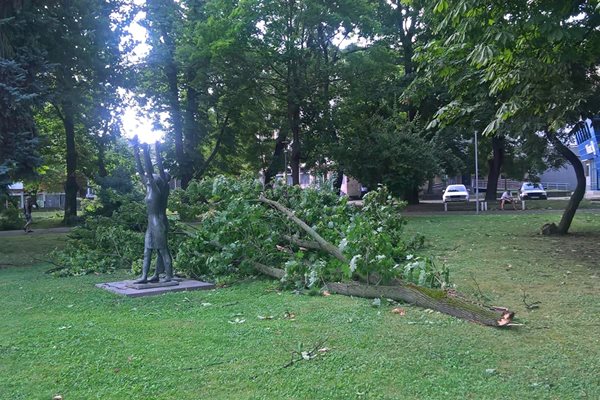 Силна буря изтръгна дървета и изпочупи клони