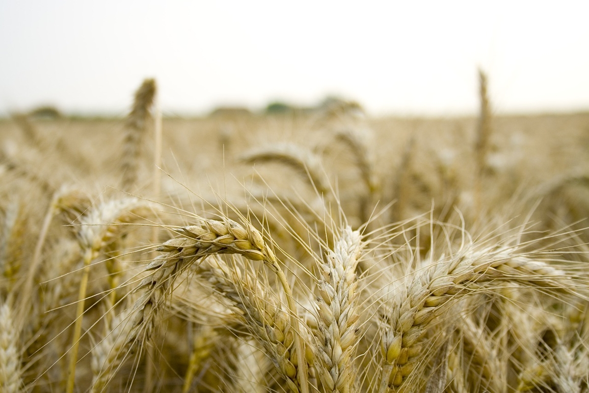 Украйна, Полша и Литва се споразумяха за износа на зърно