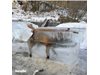 Откриха замръзнала лисица в Дунав в Германия (Снимки)