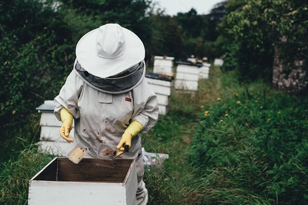 Без значение къде е ужилването, когато то е от пчела, най-важното е възможно най-бързо да се премахне жилото.