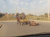 Влачат по асфалта с каруца вързан кон в Перник (снимка)