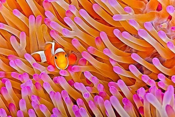 2011 NBP HIGHLY HONORED OCEANS  FALSE CLOWN ANEMONEFISH  By Jon Cornforth