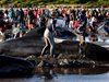 416 кита заседнаха на плаж в Нова Зеландия