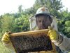 40% от пчелите в Пловдивско измряха от студ и отрови