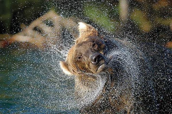 2004 NBP GRAND PRICE  BROWN BEAR  By Randy Harris