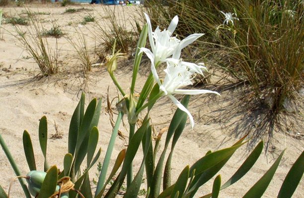 На дюните в Силистар растат пясъчни лилии.