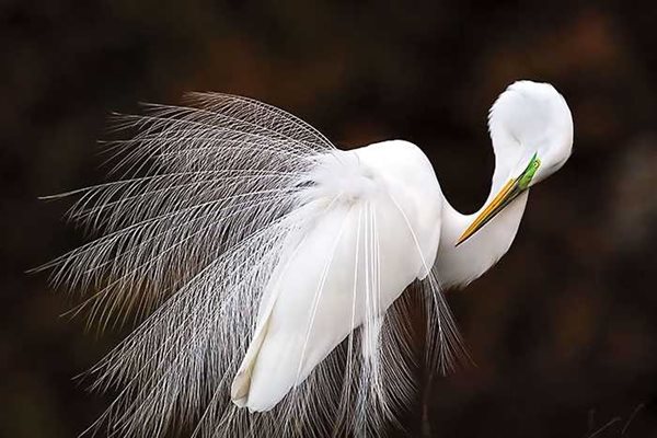 2015 AUDUBON PHOTO AWARDS GRAND PRIZE  GREAT EGRET  By Melissa Groo