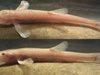 Гмуркач откри първата известна пещерна риба в Европа (Видео)