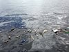 Микропластмасата представлява сериозна заплаха за морските гиганти