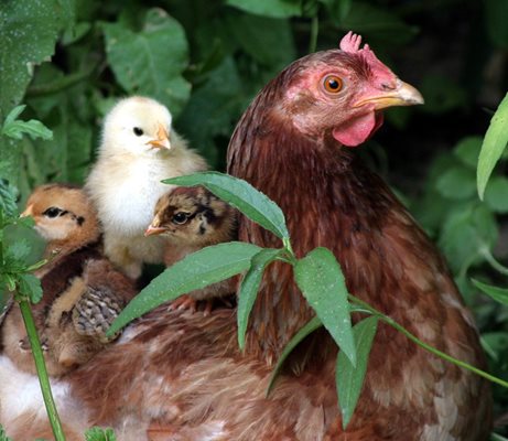 Пилешкото намалява заради инфлуенца по птиците и кризата, причинена от COVID-19.