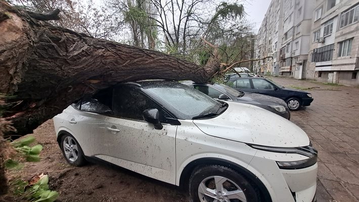 Десетки паднали дървета и затиснати коли след буря в Пловдив (Видео, снимки)