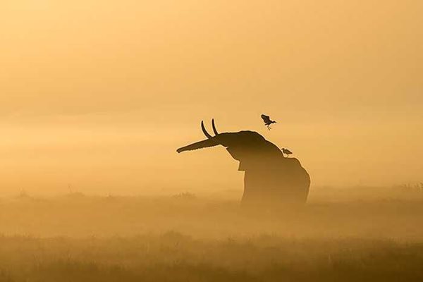 2013 NBP WINNER AFRICAN WILDLIFE  AFRICAN BUSH ELEPHANT  By Stuart Porter