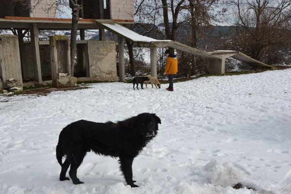 В тази недовършена постройка са били приютени изхвърлените в снега кучета. СНИМКИ: Ненко Станев