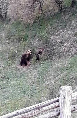 Едра мечка с две малки заснема местен жител